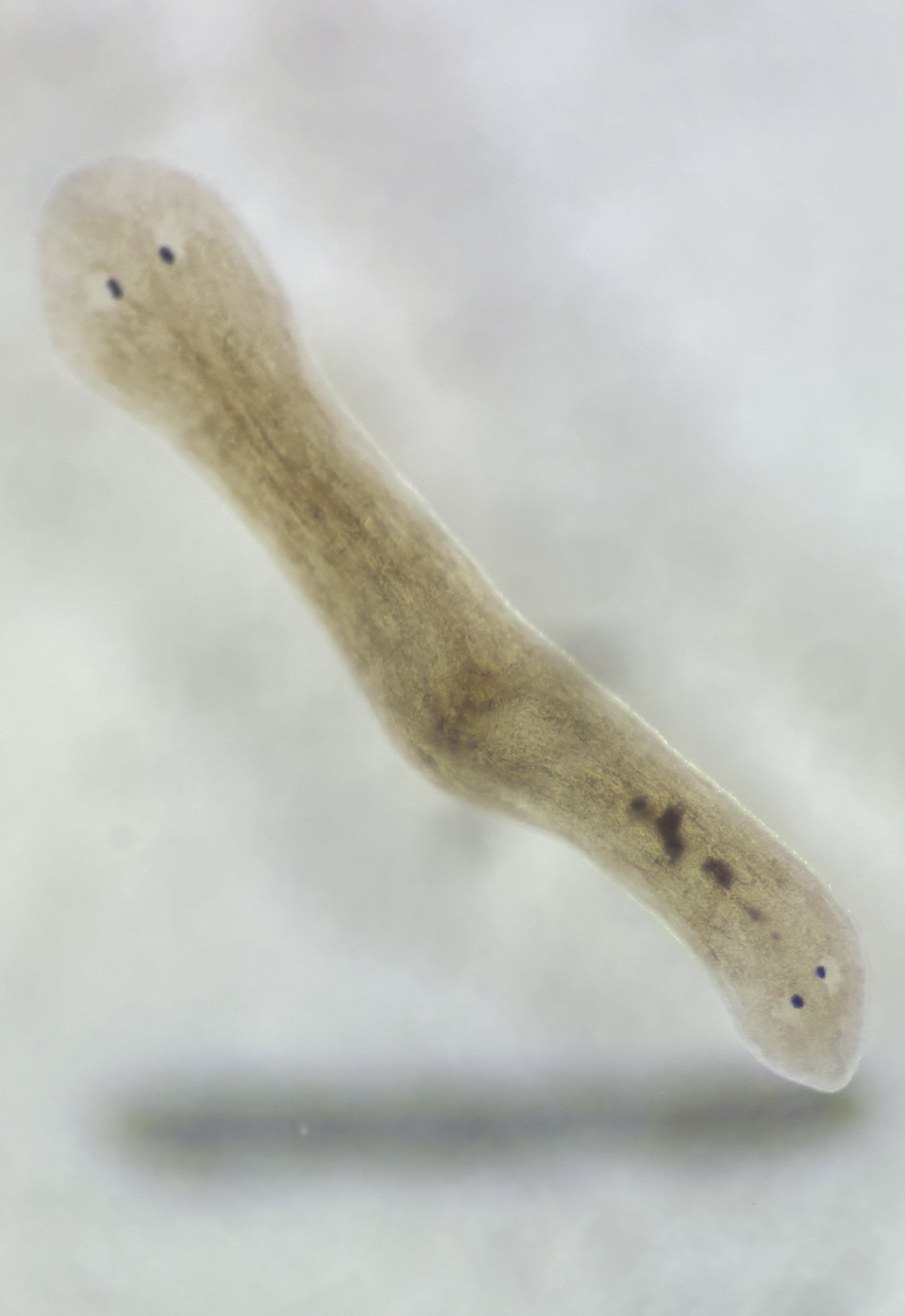 Bioelectric control of regenerative outcomes in planaria